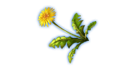 08 Dandelion
