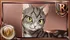 Young Cat