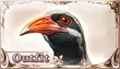 Island Rail (MC)